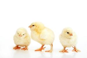 Little cute baby chick for easter. Yellow newborn baby chick. photo