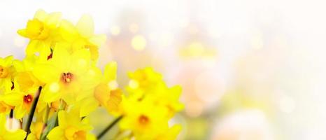 lecho de flores con flores amarillas de narciso que florecen en la primavera foto