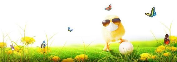 Little cute baby chick with mask at corona virus time. photo