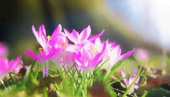 flores de azafrán púrpura florecientes en un enfoque suave en un día soleado de primavera foto