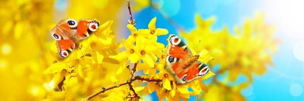 Beautiful branch of blossoming tree in spring with butterfly. photo