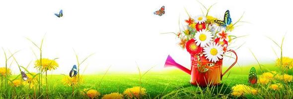 Colorful wild flower bouquet in a watering can with butterflies. photo