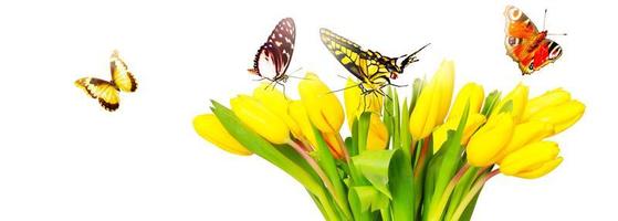 hermosos tulipanes y mariposas. fondo de naturaleza de primavera para banner web foto