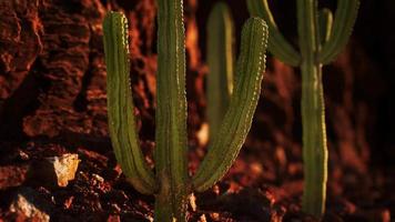 cactus in de woestijn van arizona in de buurt van rode rotsstenen video