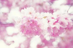 Beautiful nature view of spring flowering trees on blurred background. photo