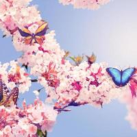 Butterfly and a beautiful nature view of spring flowering trees on blurred background. photo