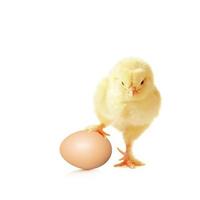 Little cute baby chick for easter. Yellow newborn baby chick. photo