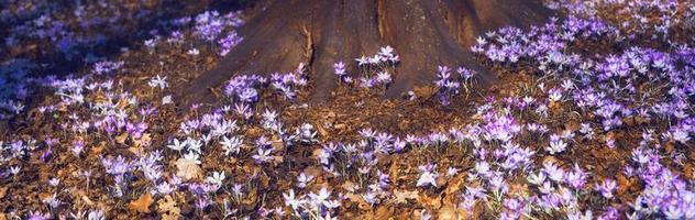 Blooming purple crocus flowers in a soft focus on a sunny spring day photo