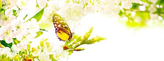 Beautiful branch of blossoming tree in spring with butterfly. photo