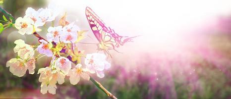Beautiful branch of blossoming tree in spring with butterfly.