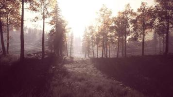 moon light over the spruce trees of magic mystery night forest video