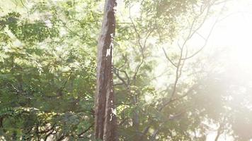 floresta enevoada e raios de sol brilhantes através de galhos de árvores video