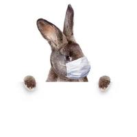 Easter rabbit with medical mask at epidemic time photo