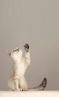 Funny cat raised his paw up. photo