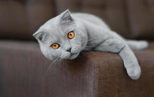 Scottish shorthair cat lying on the couch. photo