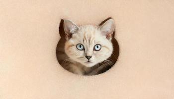 Cat curiously looks out from a hole in the cat tower photo