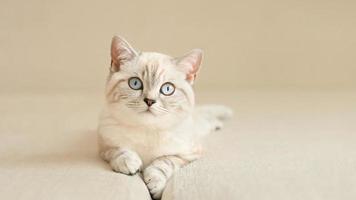 Blue eyed  scottish kitten on the beige couch photo