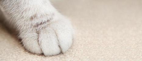 Cat's paw close up, macro. photo