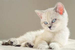 Lying beige scottish kitten on the beige background. photo