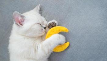 pequeño gato biege durmiente con luna de juguete foto