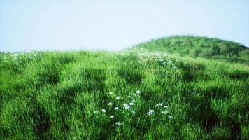 colinas verdes con hierba fresca y flores silvestres a principios de verano video