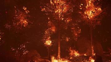 große Flammen von Waldbränden video