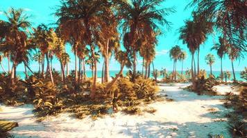 paysage paradisiaque de plage tropicale avec des vagues calmes de l'océan et des palmiers video