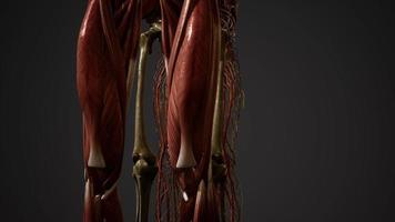 animierte 3D-Illustration der menschlichen Anatomie video