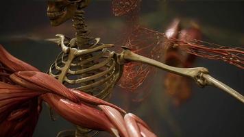 ilustração de anatomia humana 3d animada