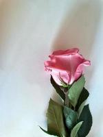 Pink rose close up - flowers, gifts photo