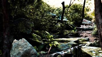 green forest and huts in a misty morning of Malaysia video