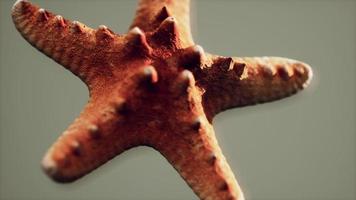 dead dry yellow starfish souvenir video