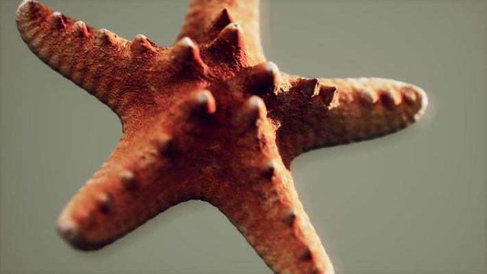 daybreak starfish