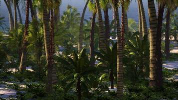 desert island with palm trees on the beach video