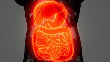 anatomía detallada del sistema digestivo humano video