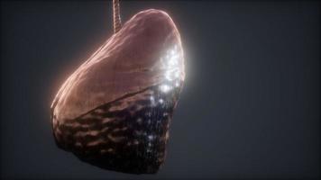 Schleife 3D gerenderte medizinisch genaue Animation der menschlichen Lunge