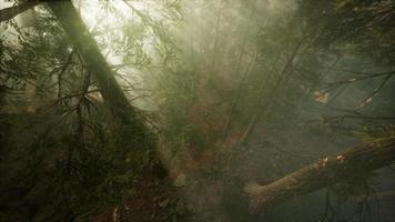 Drone breaking through the fog to show redwood and pine tree video