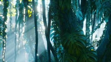 deep tropical jungle rainforest in fog video