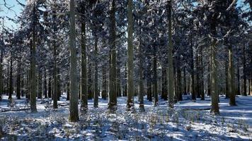 forêt de conifères couverte de neige aux beaux jours video