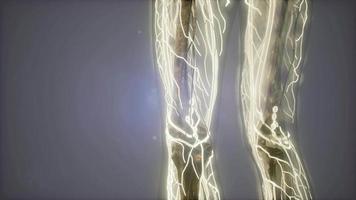 corpo humano com vasos sanguíneos de brilho video