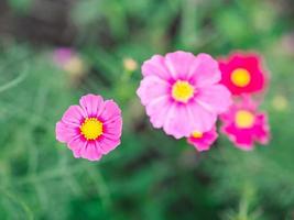 vista superior cosmos rosa flores florecen en el jardín foto