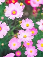 Pink cosmos flowers bloom in the garden photo