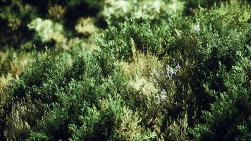 touffes d'herbe séchée sur la lande video