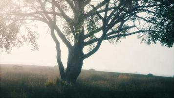 African landscape with a beautiful big tree video