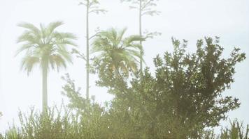 tropical palms and grass at sunny day video