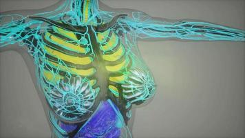 ilustração de anatomia humana com todos os órgãos video