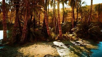 palmiers dans le désert du sahara video