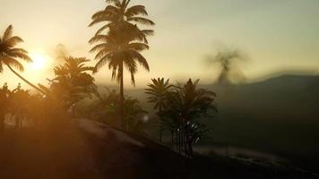 vista de las palmeras en la niebla video