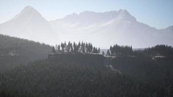 Nebelige Bergwaldlandschaft am Morgen video