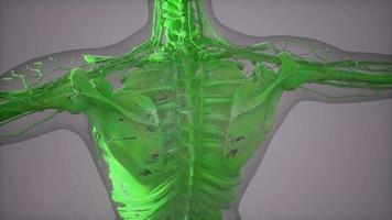 Complete close-up view of the Skeletal System with transparent body video